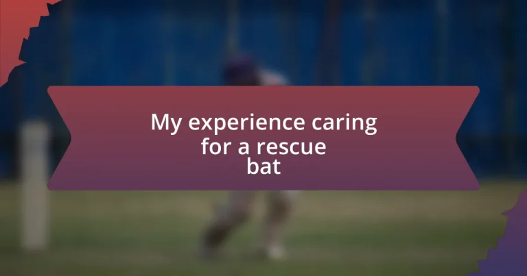 My experience caring for a rescue bat