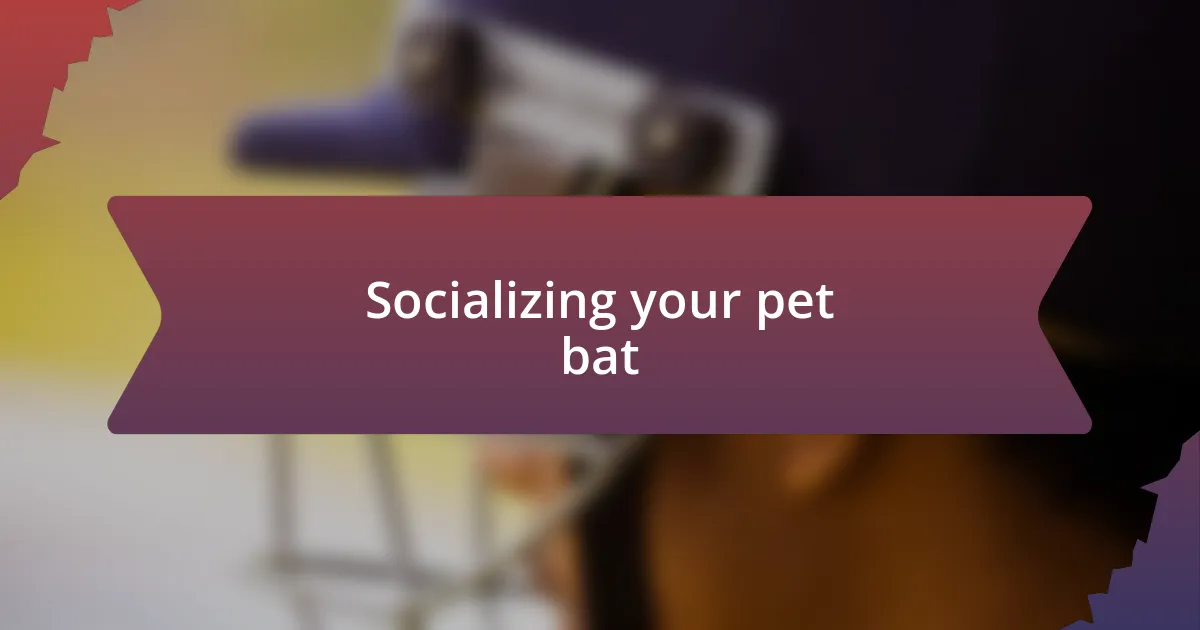 Socializing your pet bat